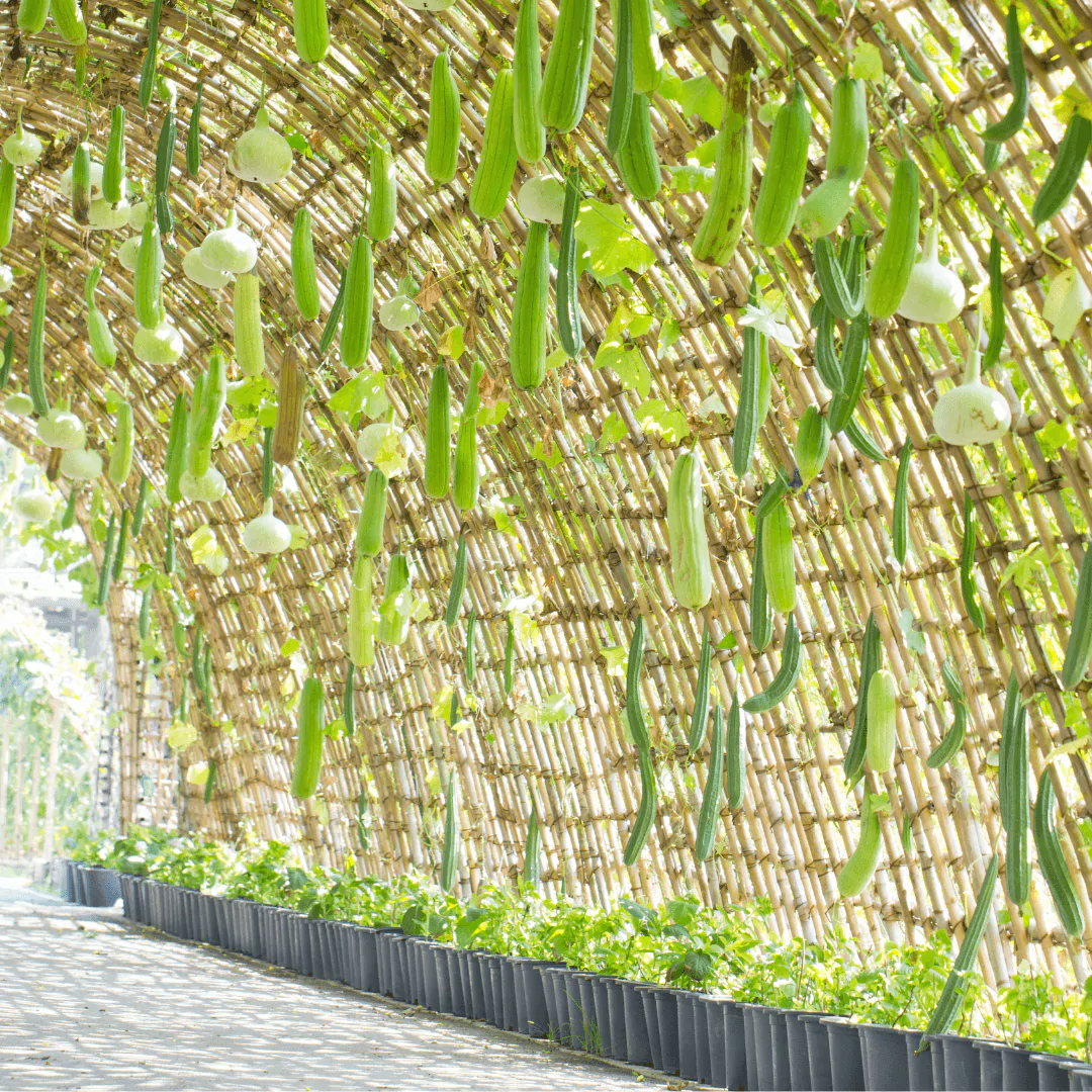 Vegetables That Grow in Shade